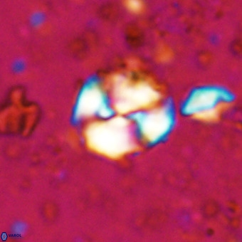 Watznaueria paenepelagicus VR 20750