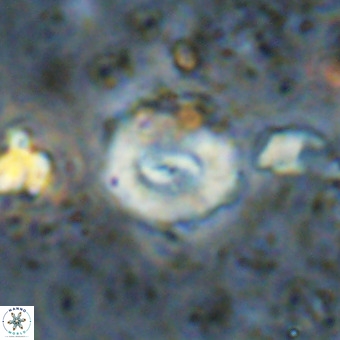 Watznaueria paenepelagicus VR 20751