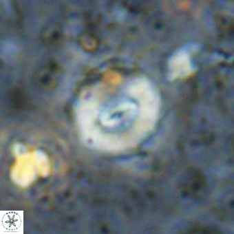 Watznaueria paenepelagicus VR 20753