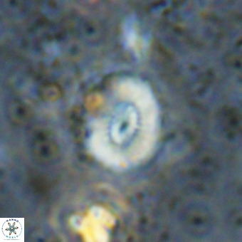 Watznaueria paenepelagicus VR 20754