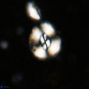 Watznaueria paenepelagicus VR 20739