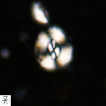 Watznaueria paenepelagicus VR 20739