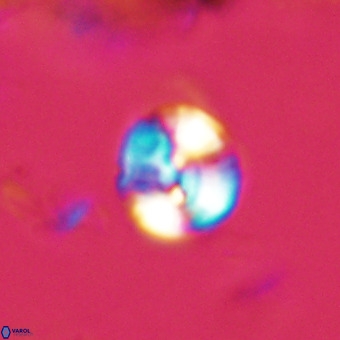 Watznaueria paenepelagicus VR 23240