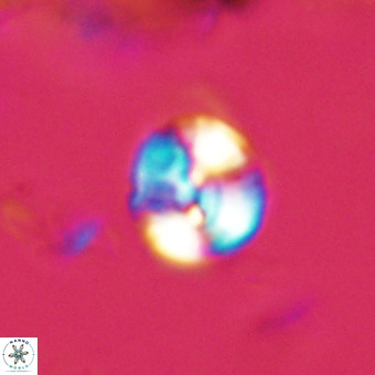 Watznaueria paenepelagicus VR 23240