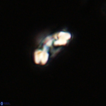 Watznaueria paenepelagicus VR 23241