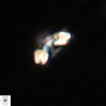Watznaueria paenepelagicus VR 23241