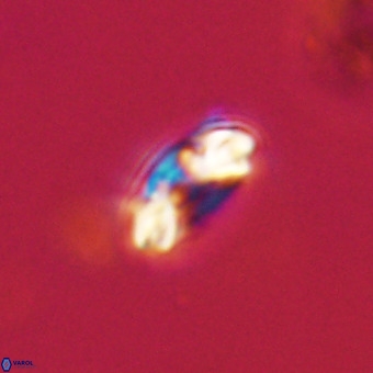 Watznaueria paenepelagicus VR 23242