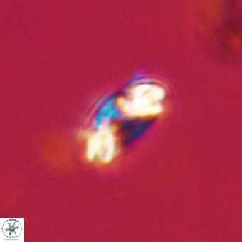 Watznaueria paenepelagicus VR 23242