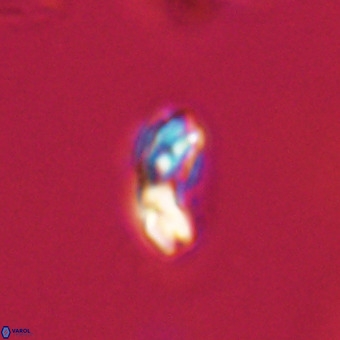 Watznaueria paenepelagicus VR 23243