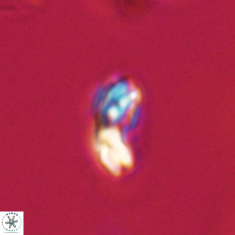 Watznaueria paenepelagicus VR 23243