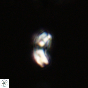 Watznaueria paenepelagicus VR 23244