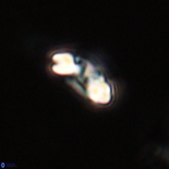 Watznaueria paenepelagicus VR 23245