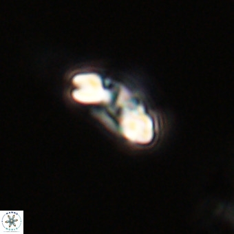 Watznaueria paenepelagicus VR 23245