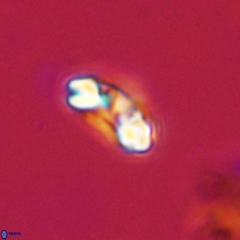 Watznaueria paenepelagicus VR 23246