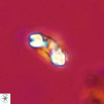 Watznaueria paenepelagicus VR 23246