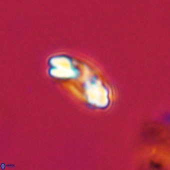 Watznaueria paenepelagicus VR 23247