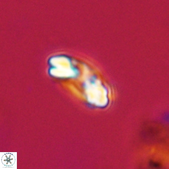Watznaueria paenepelagicus VR 23247