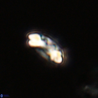 Watznaueria paenepelagicus VR 23248
