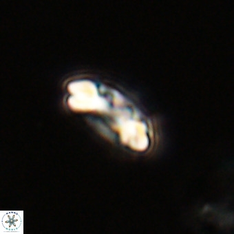 Watznaueria paenepelagicus VR 23248