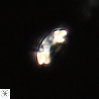 Watznaueria paenepelagicus VR 23250