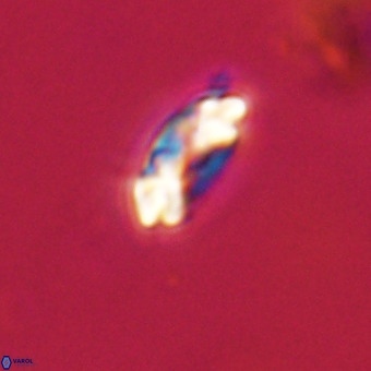 Watznaueria paenepelagicus VR 23251