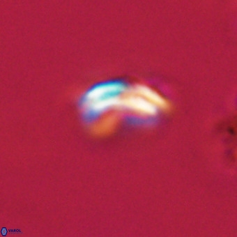 Watznaueria paenepelagicus VR 23252