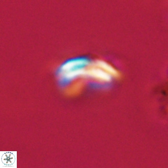 Watznaueria paenepelagicus VR 23252