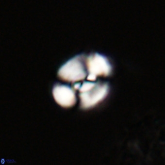 Watznaueria paenepelagicus VR 23259