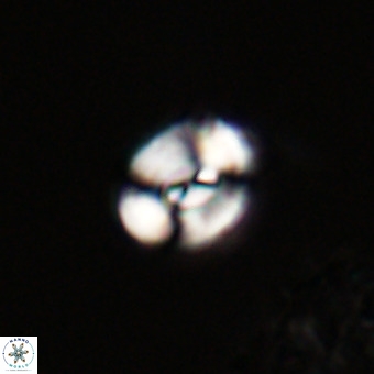 Watznaueria paenepelagicus VR 23259