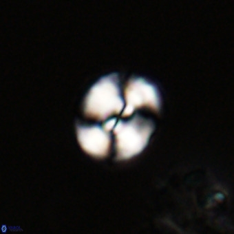 Watznaueria paenepelagicus VR 23266