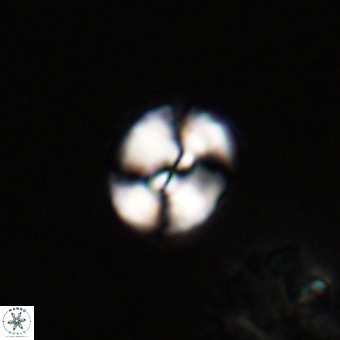 Watznaueria paenepelagicus VR 23266