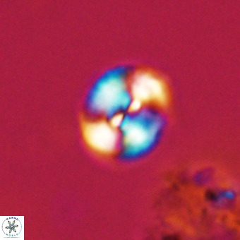 Watznaueria paenepelagicus VR 23267