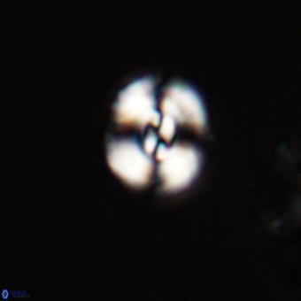 Watznaueria paenepelagicus VR 23268