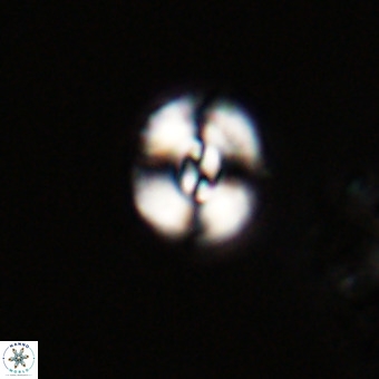 Watznaueria paenepelagicus VR 23268