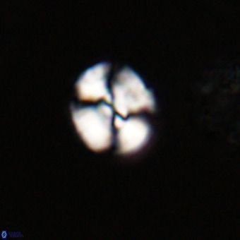 Watznaueria paenepelagicus VR 23270
