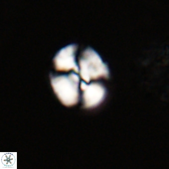 Watznaueria deflandrei VR 23270