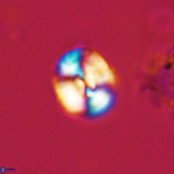 Watznaueria paenepelagicus VR 23271