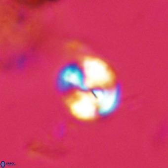 Watznaueria paenepelagicus VR 23231
