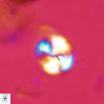 Watznaueria paenepelagicus VR 23231