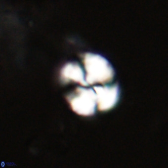 Watznaueria paenepelagicus VR 23232