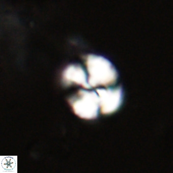 Watznaueria paenepelagicus VR 23232
