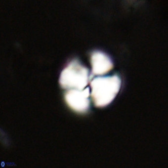 Watznaueria paenepelagicus VR 23233