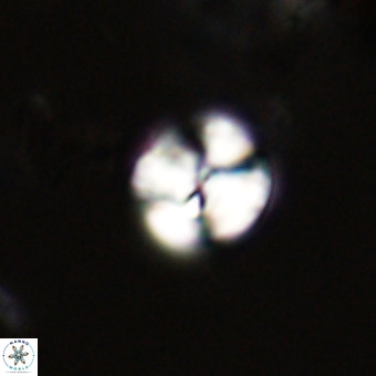 Watznaueria paenepelagicus VR 23233