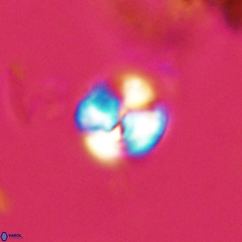 Watznaueria paenepelagicus VR 23234