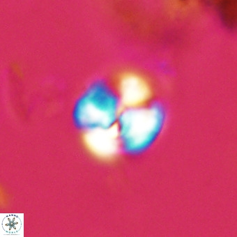 Watznaueria paenepelagicus VR 23234