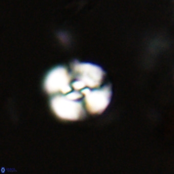Watznaueria paenepelagicus VR 23236