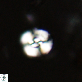 Watznaueria paenepelagicus VR 23236