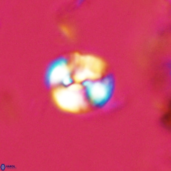 Watznaueria paenepelagicus VR 23238