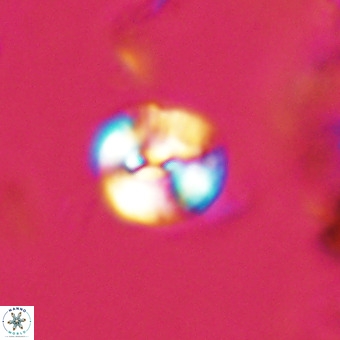 Watznaueria paenepelagicus VR 23238