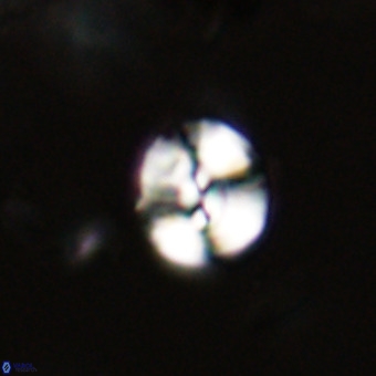 Watznaueria paenepelagicus VR 23239